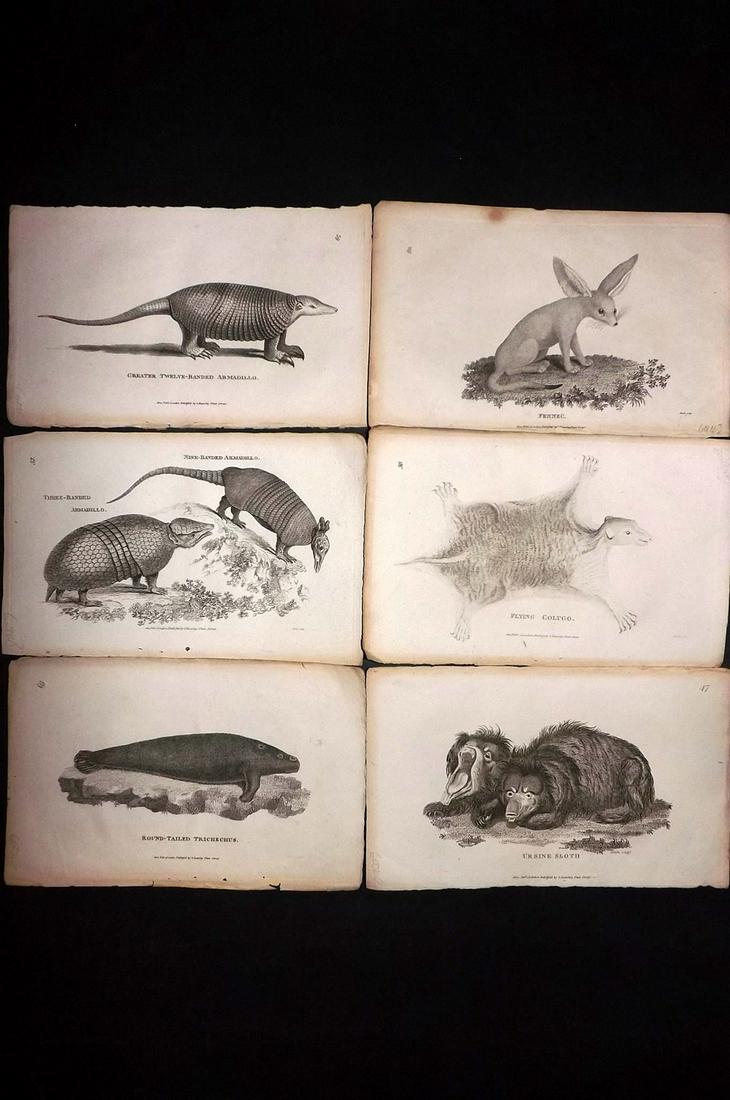 Shaw, George 1800 Lot of 6 Prints. Natural History: Copper Plates Published 1800-26 by G.Kearsley, London for "General Zoology or Systematic Natural History" by George Shaw. Paper Size: 9 x 6 inch (23 x 15cm) Good Condition overall