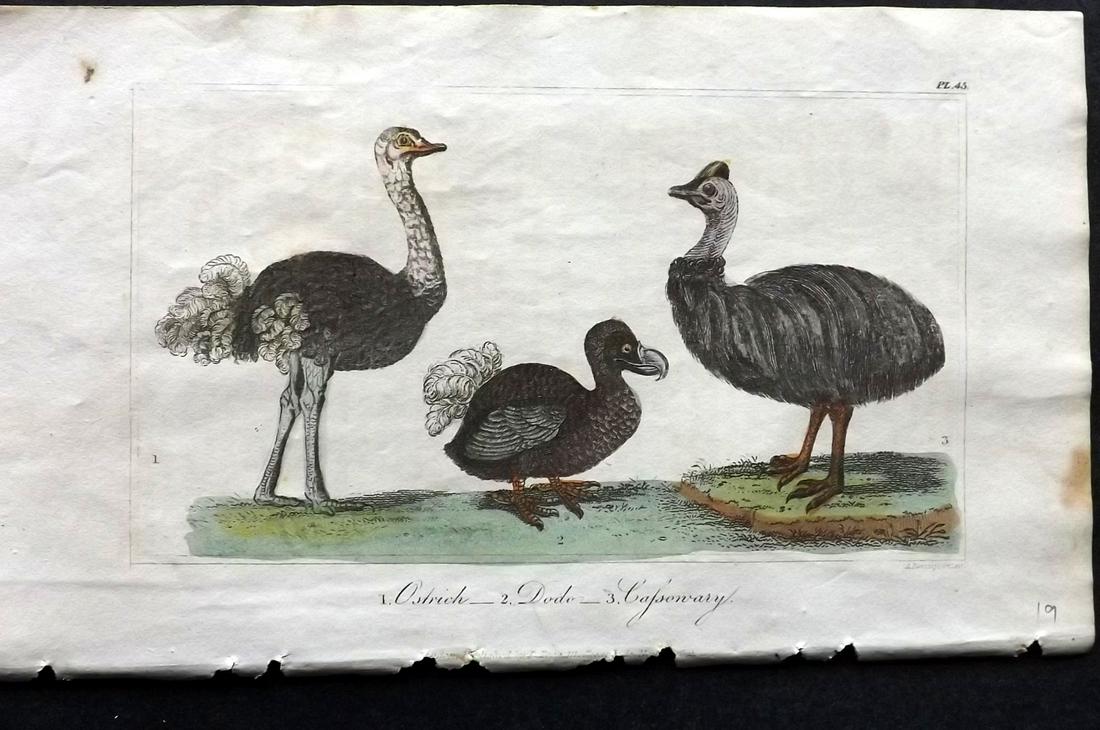 Buffon & Hutton 1821 Hand Col Print. Extinct Dodo etc (1 of 2)