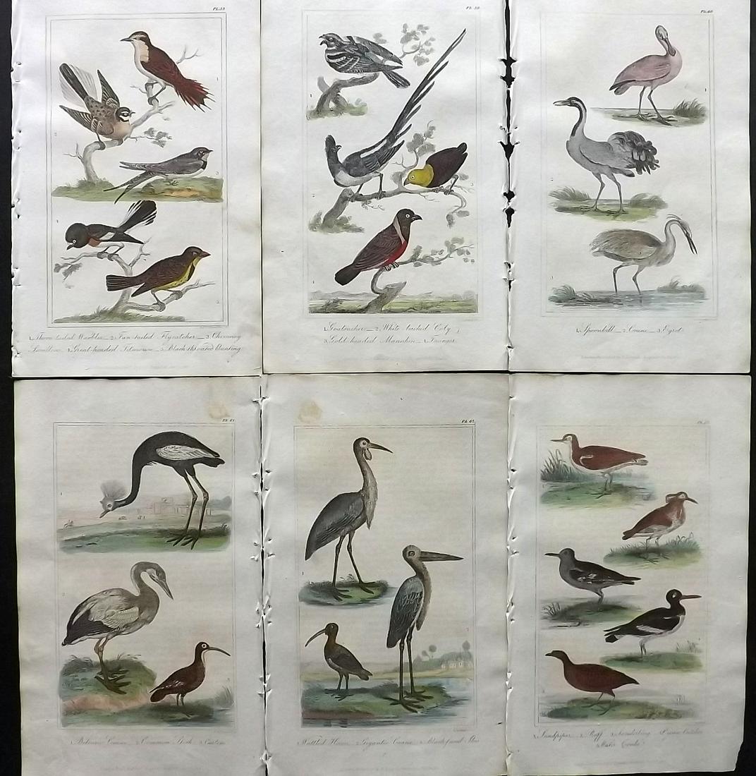 Buffon & Hutton 1821 Lot of 6 Hand Col Bird Prints (1 of 2)