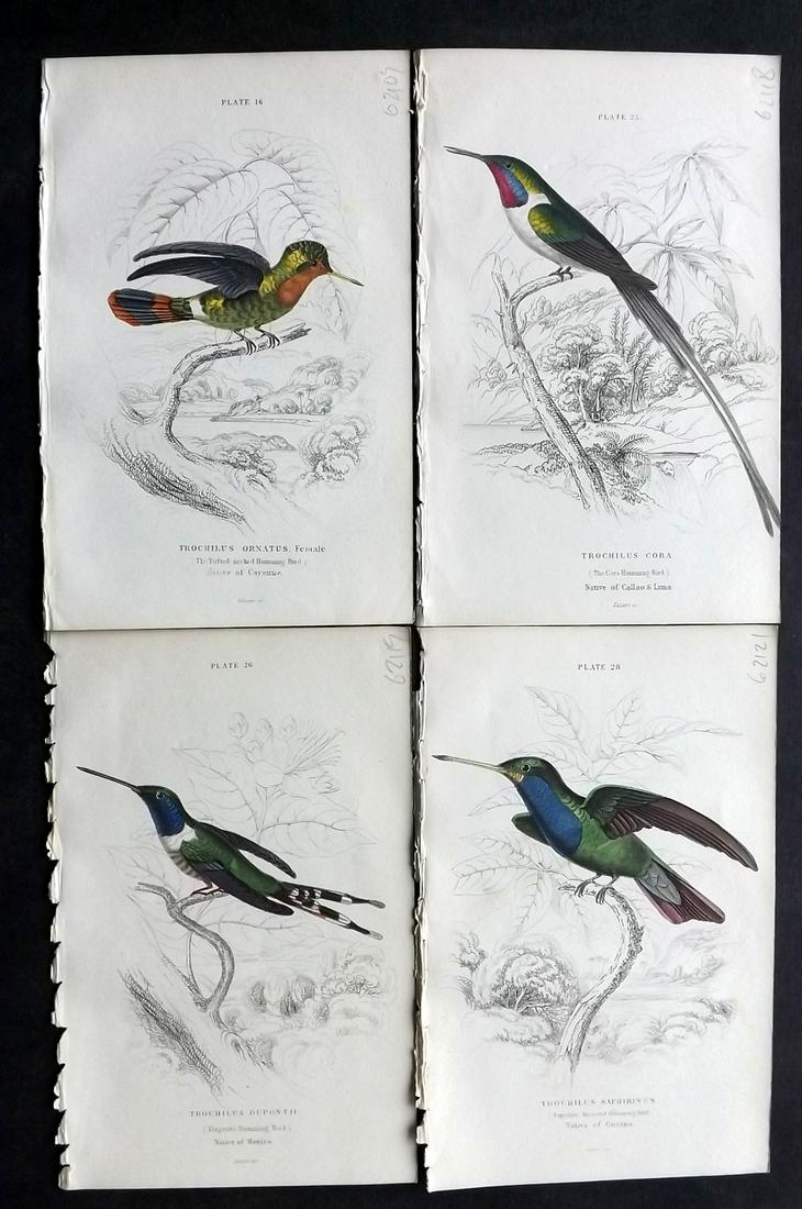 Jardine, William C1850 Lot of 4 HC Hummingbird Prints (1 of 2)