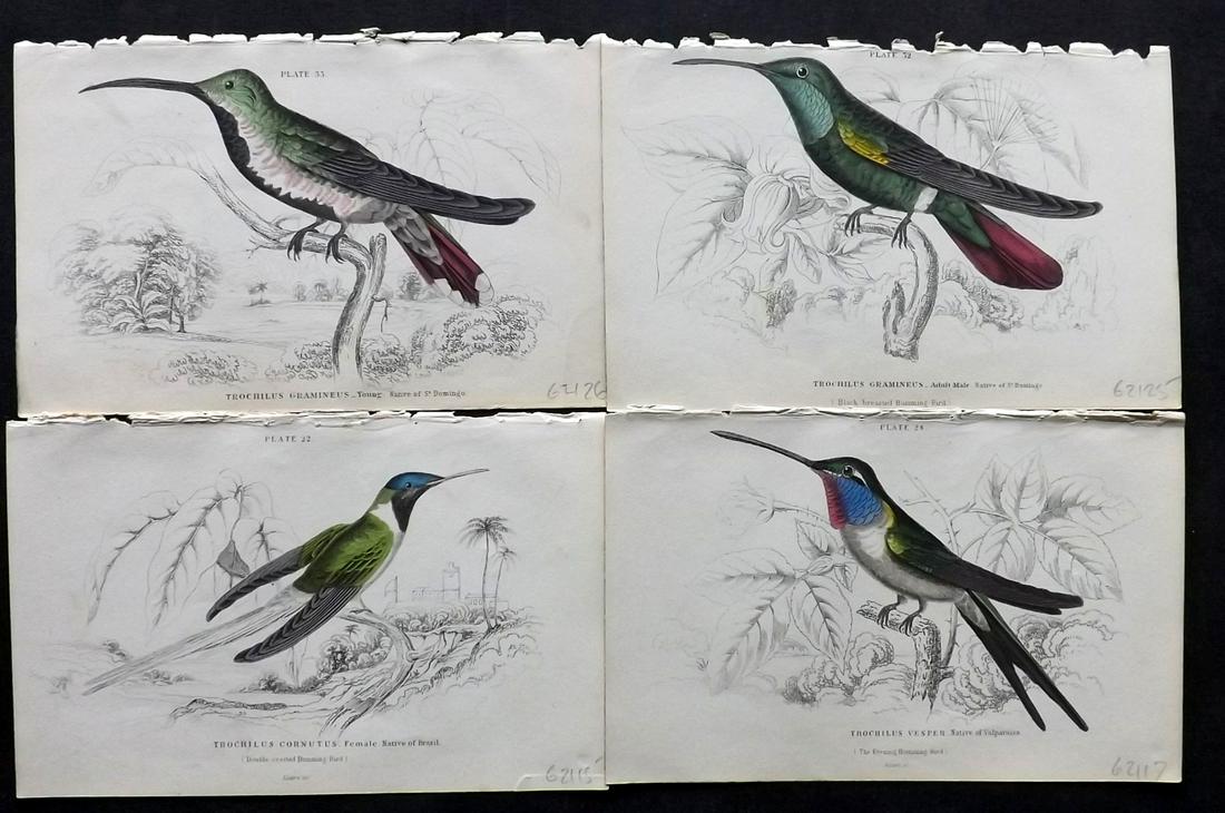 Jardine, William C1850 Lot of 4 HC Hummingbird Prints (1 of 2)