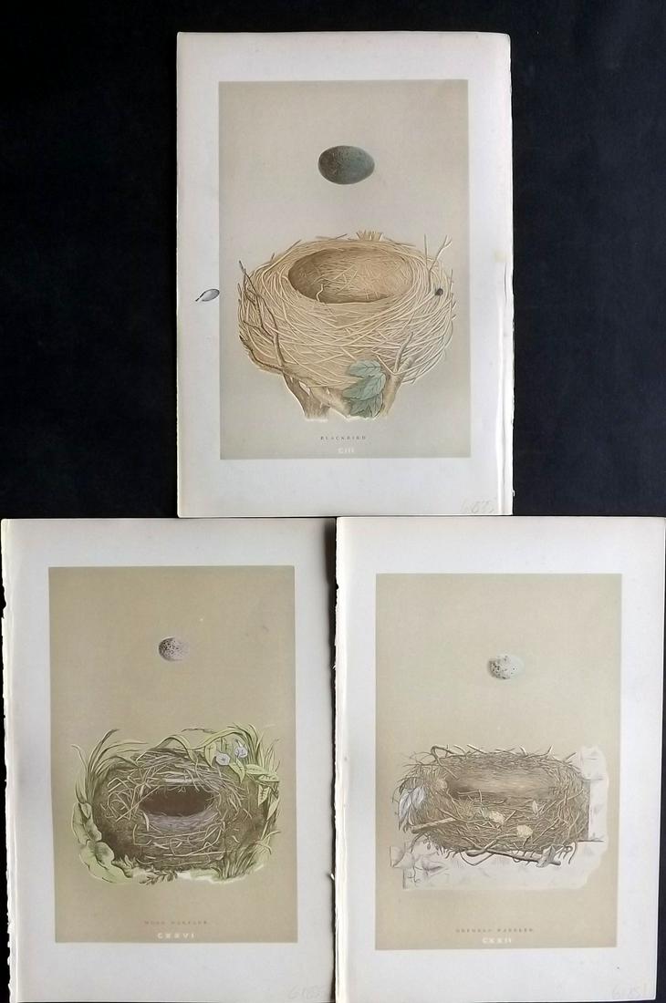 Morris, Francis 1896 Lot of 3 Antique Bird Nest Prints: Woodblocks Published 1896 by John C. Nimmo, London for "A Natural History of the Nests and Eggs of British Birds" By the Rev. Francis Orpen Morris, printed Benjamin Fawcett. Printed in colours and fin
