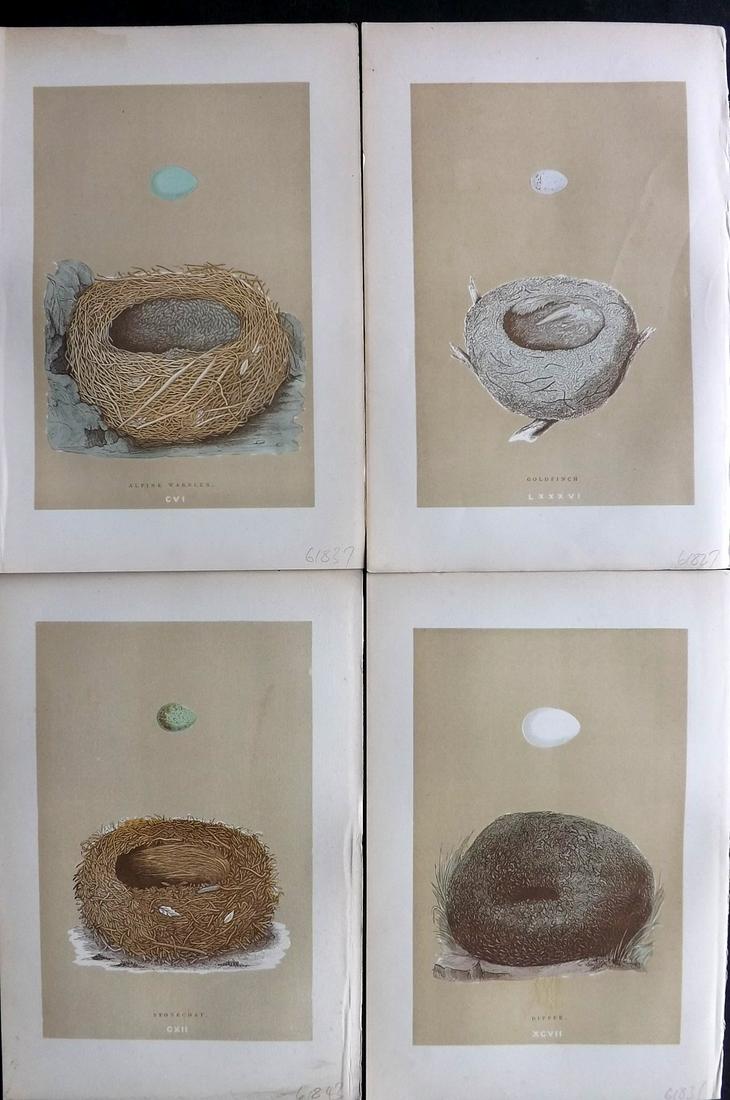 Morris, Francis 1896 Lot of 4 Antique Bird Nest Prints: Woodblocks Published 1896 by John C. Nimmo, London for "A Natural History of the Nests and Eggs of British Birds" By the Rev. Francis Orpen Morris, printed Benjamin Fawcett. Printed in colours and fin