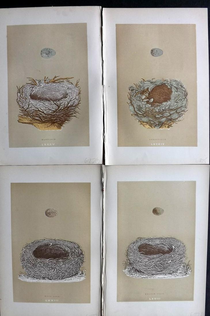 Morris, Francis 1896 Lot of 4 Antique Bird Nest Prints: Woodblocks Published 1896 by John C. Nimmo, London for "A Natural History of the Nests and Eggs of British Birds" By the Rev. Francis Orpen Morris, printed Benjamin Fawcett. Printed in colours and fin