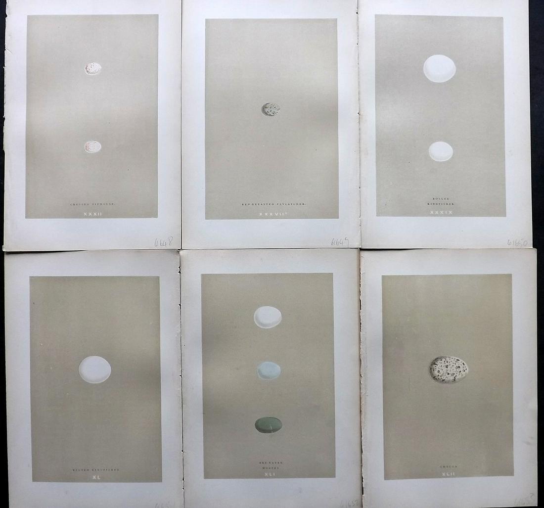 Morris, Francis 1896 Lot of 6 Antique Bird Egg Prints (1 of 2)