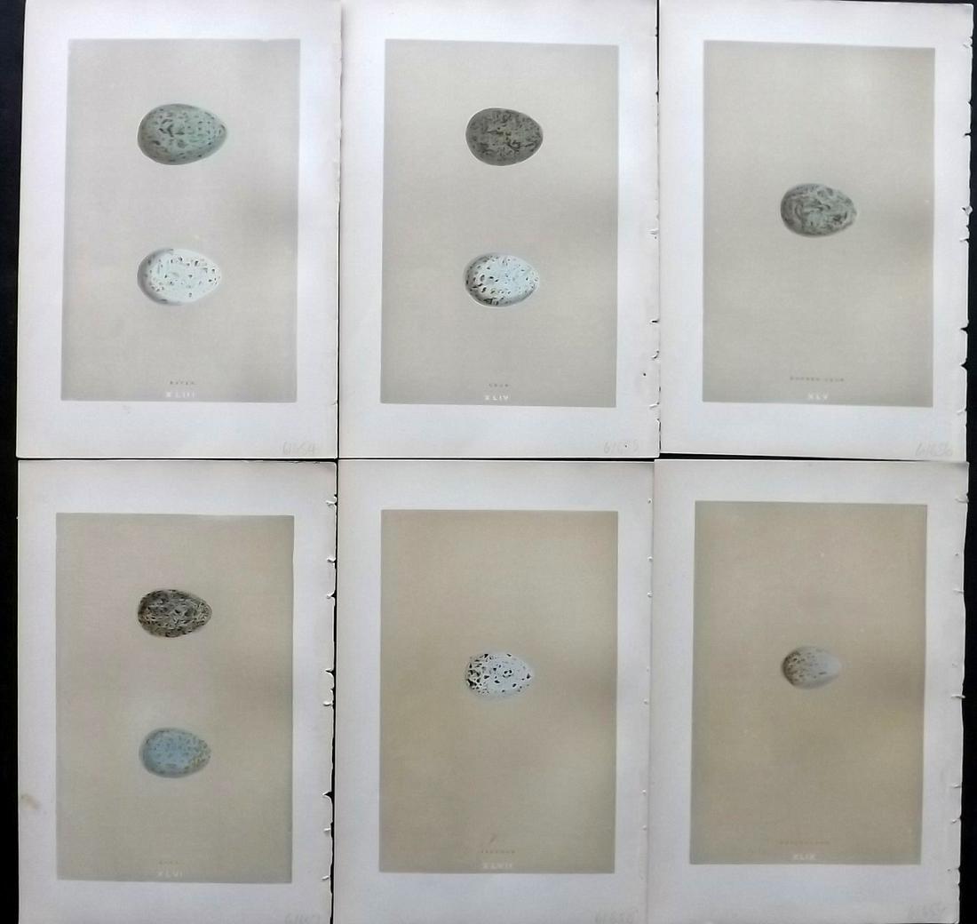 Morris, Francis 1896 Lot of 6 Antique Bird Egg Prints (1 of 2)