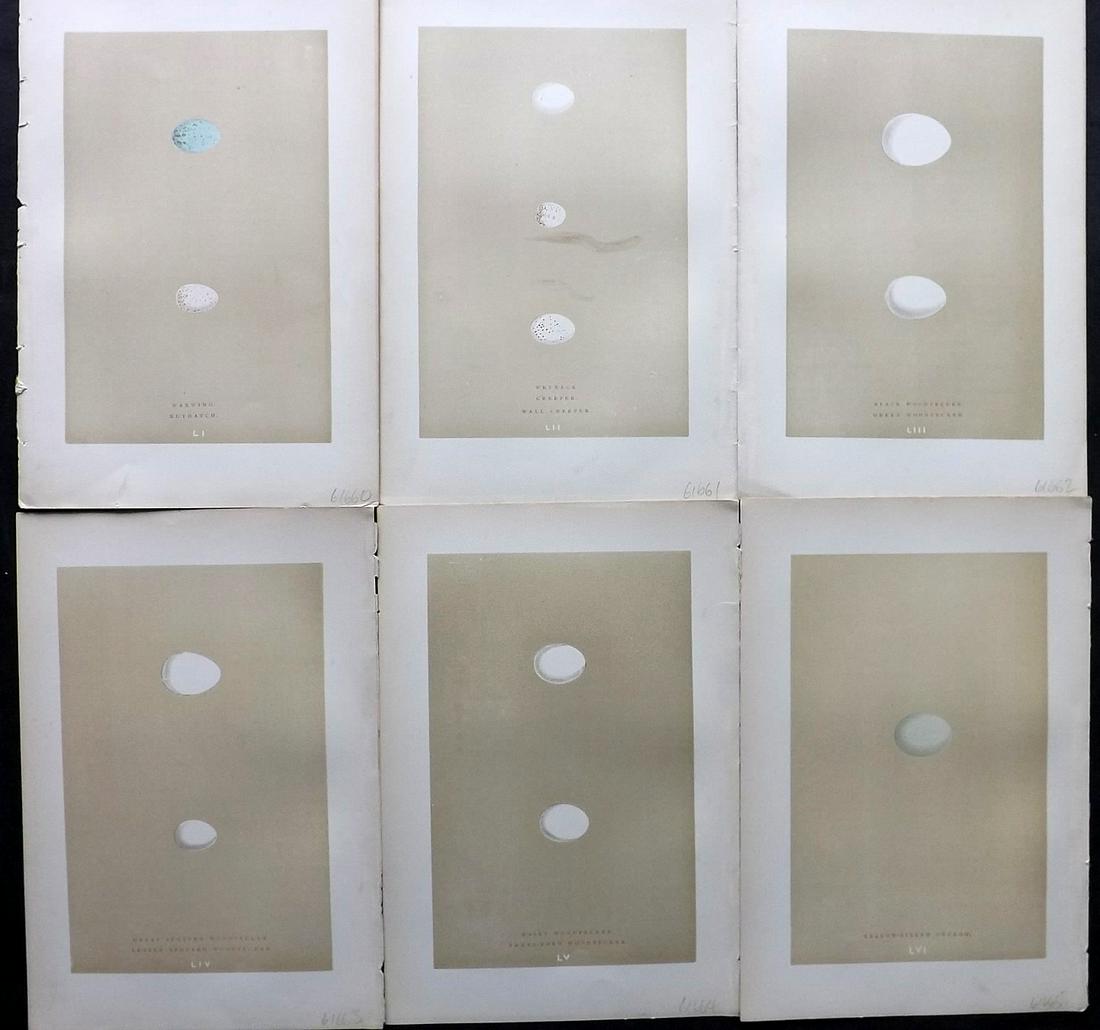 Morris, Francis 1896 Lot of 6 Antique Bird Egg Prints (1 of 2)
