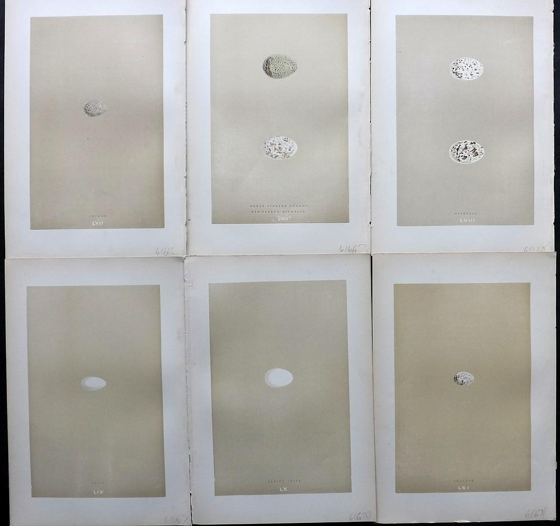 Morris, Francis 1896 Lot of 6 Antique Bird Egg Prints (1 of 2)