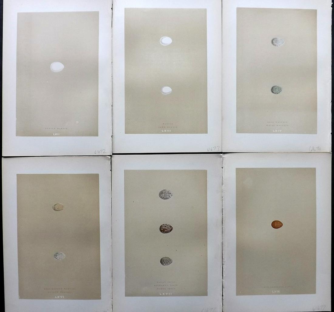 Morris, Francis 1896 Lot of 6 Antique Bird Egg Prints (1 of 2)