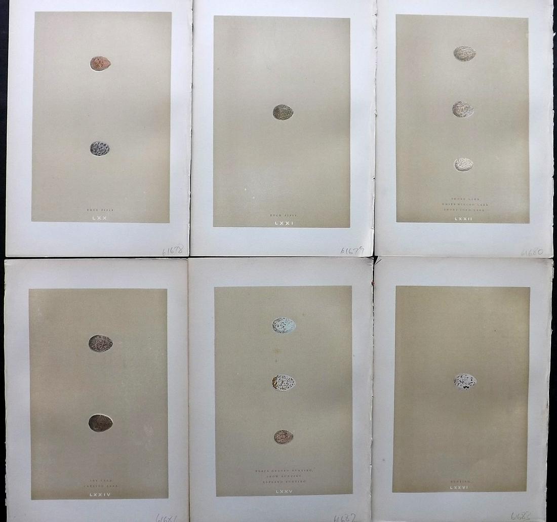 Morris, Francis 1896 Lot of 6 Antique Bird Egg Prints (1 of 2)