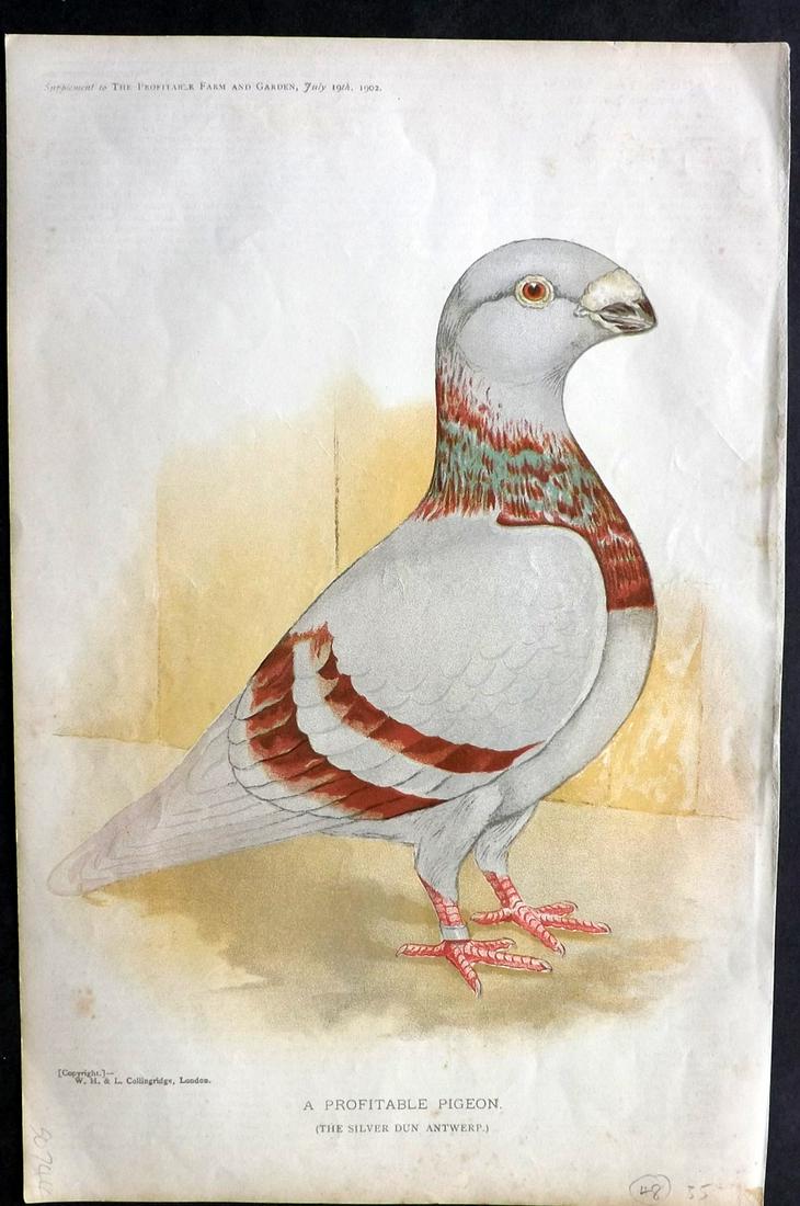 Profitable Farm & Garden 1902 Print. Antwerp Pigeon (1 of 2)