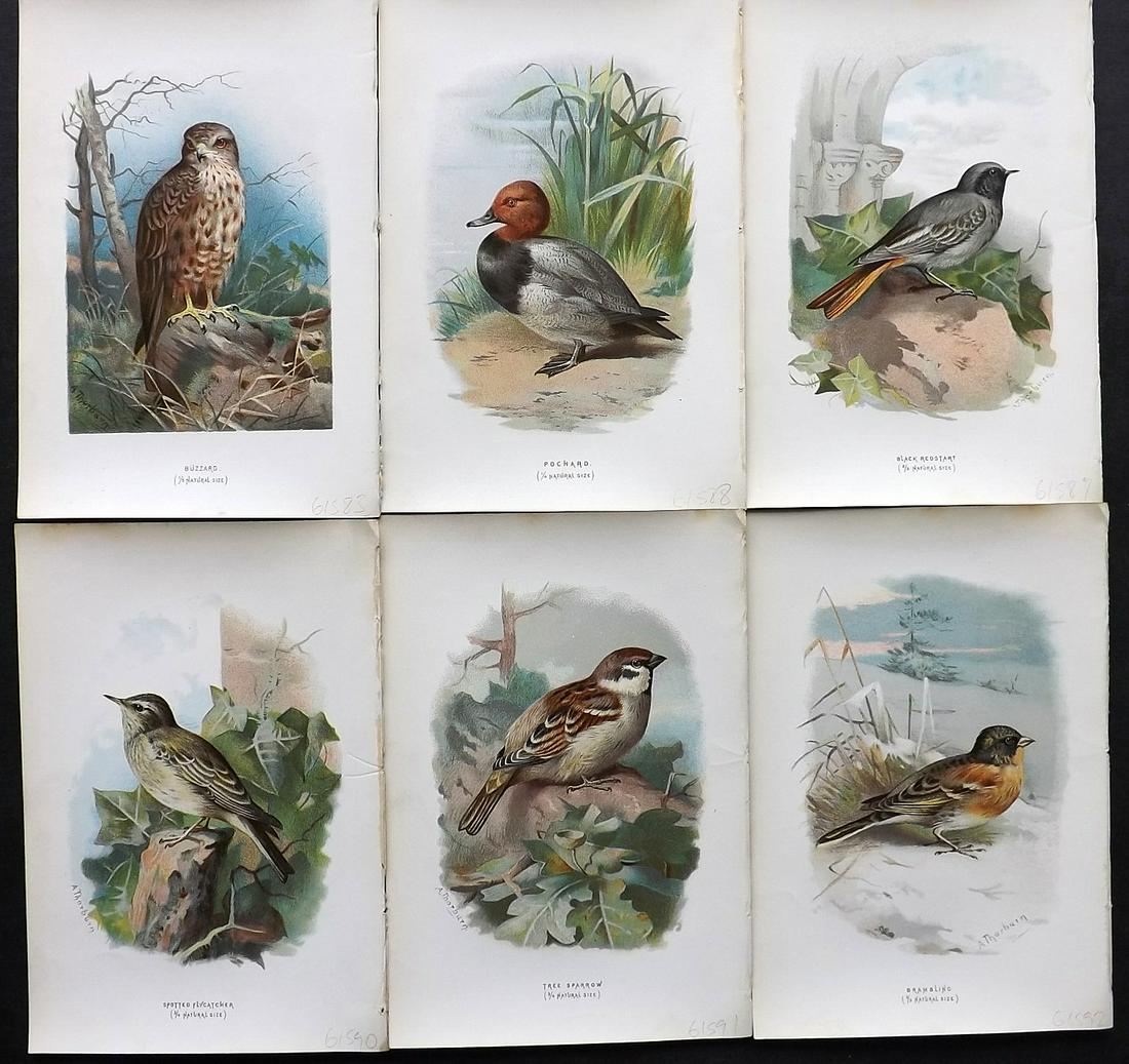 Swaysland, Walter 1883 Lot of 6 Bird Prints. 1st Ed. (1 of 2)