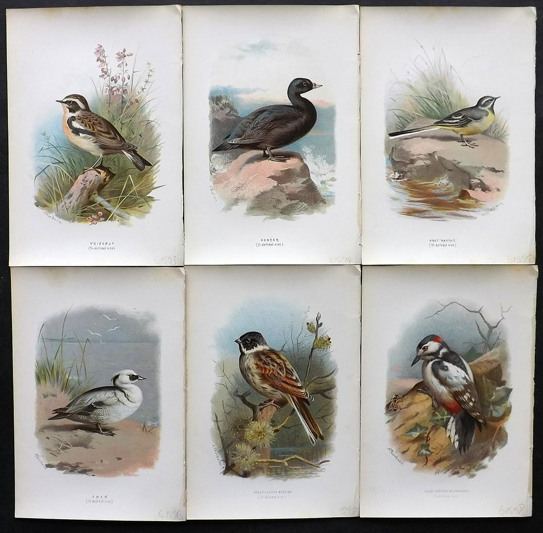 Swaysland, Walter 1883 Lot of 6 Bird Prints. 1st Ed.: Chromolithographs Published 1883, London for "Familiar Wild Birds" First Edition by Walter Swaysland. Illustrated by Archibald Thorburn and others. Paper Size: 7.5 x 5 inch (19 x 13cm) Good Condition