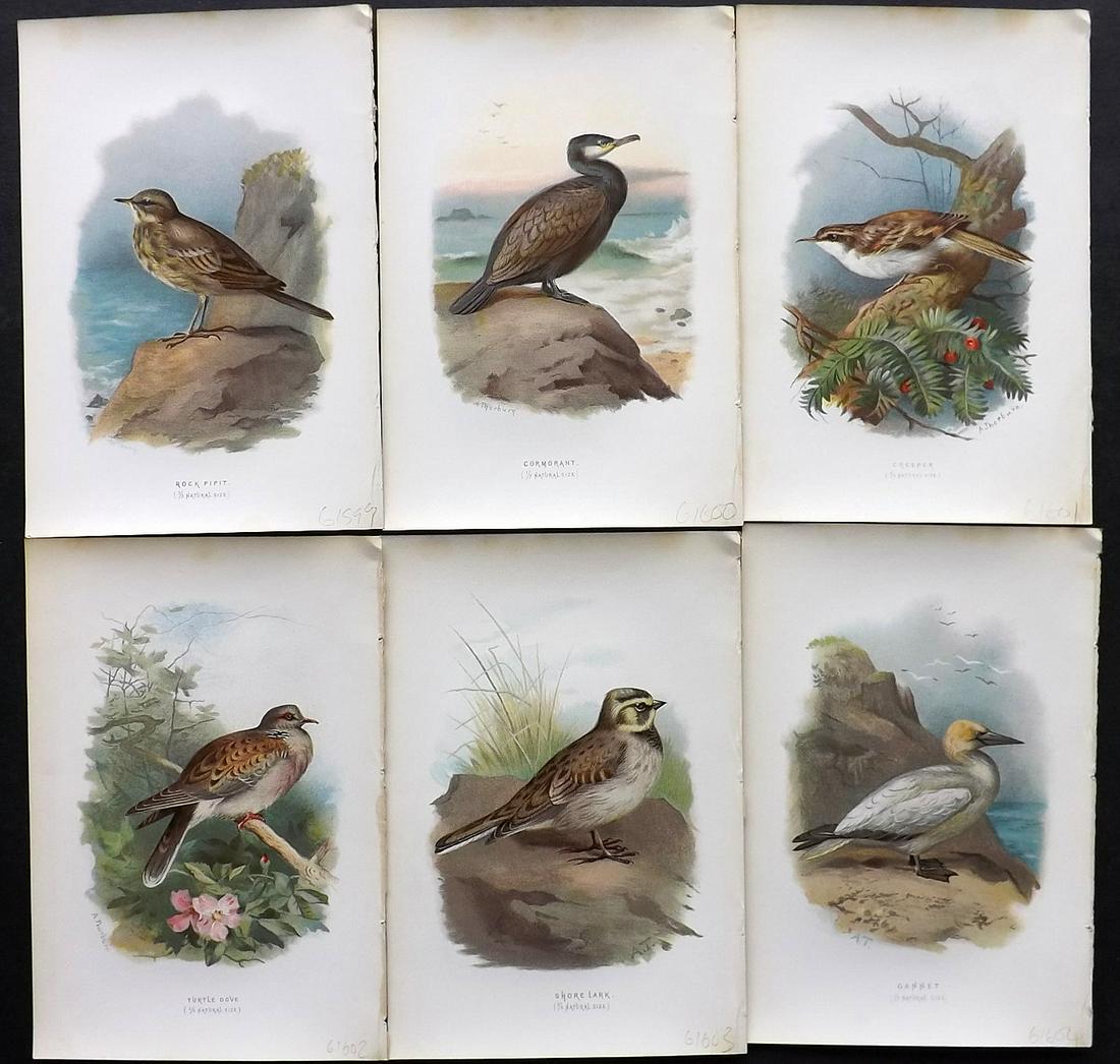 Swaysland, Walter 1883 Lot of 6 Bird Prints. 1st Ed.: Chromolithographs Published 1883, London for "Familiar Wild Birds" First Edition by Walter Swaysland. Illustrated by Archibald Thorburn and others. Paper Size: 7.5 x 5 inch (19 x 13cm) Good Condition