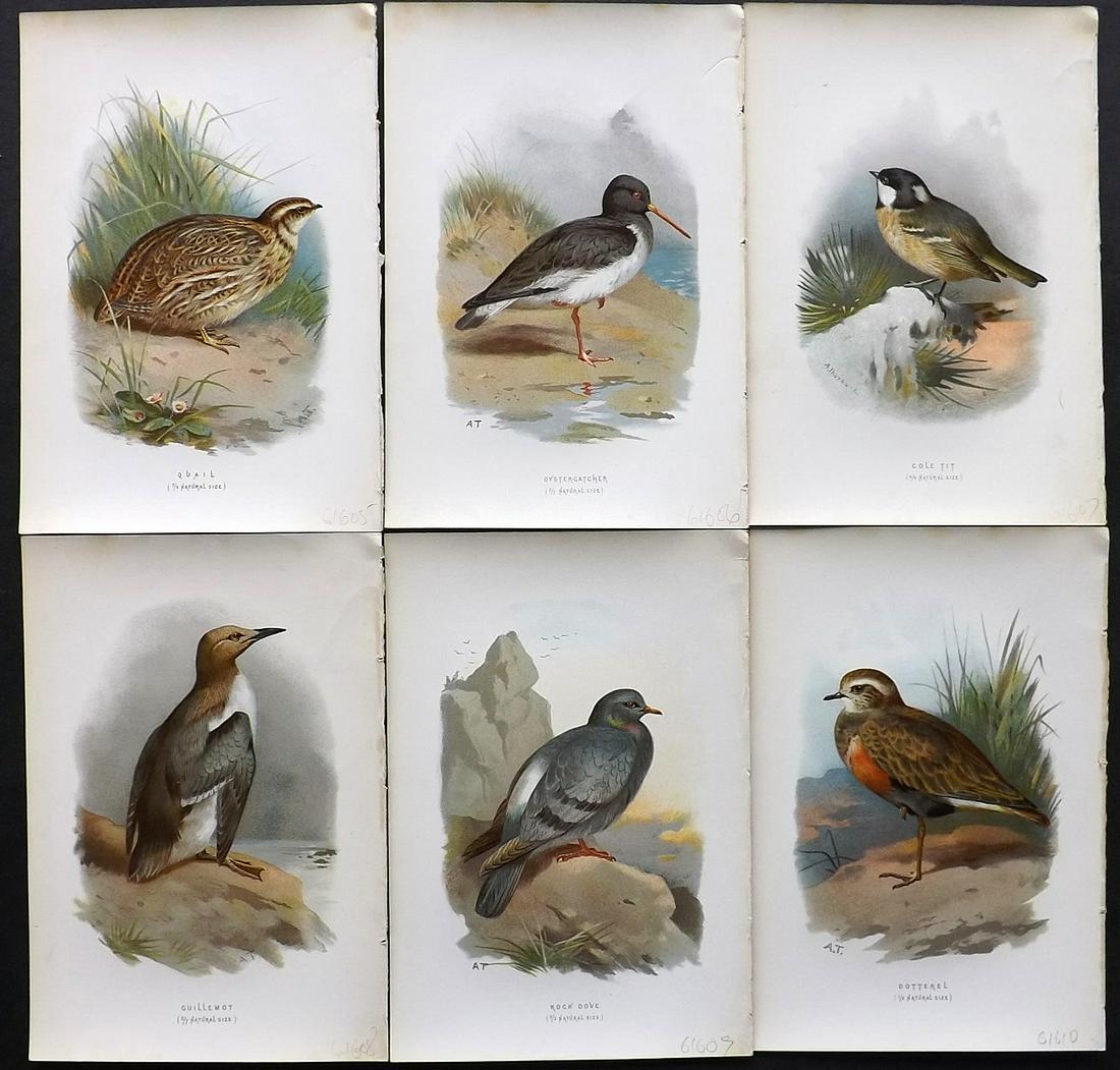 Swaysland, Walter 1883 Lot of 6 Bird Prints. 1st Ed.: Chromolithographs Published 1883, London for "Familiar Wild Birds" First Edition by Walter Swaysland. Illustrated by Archibald Thorburn and others. Paper Size: 7.5 x 5 inch (19 x 13cm) Good Condition
