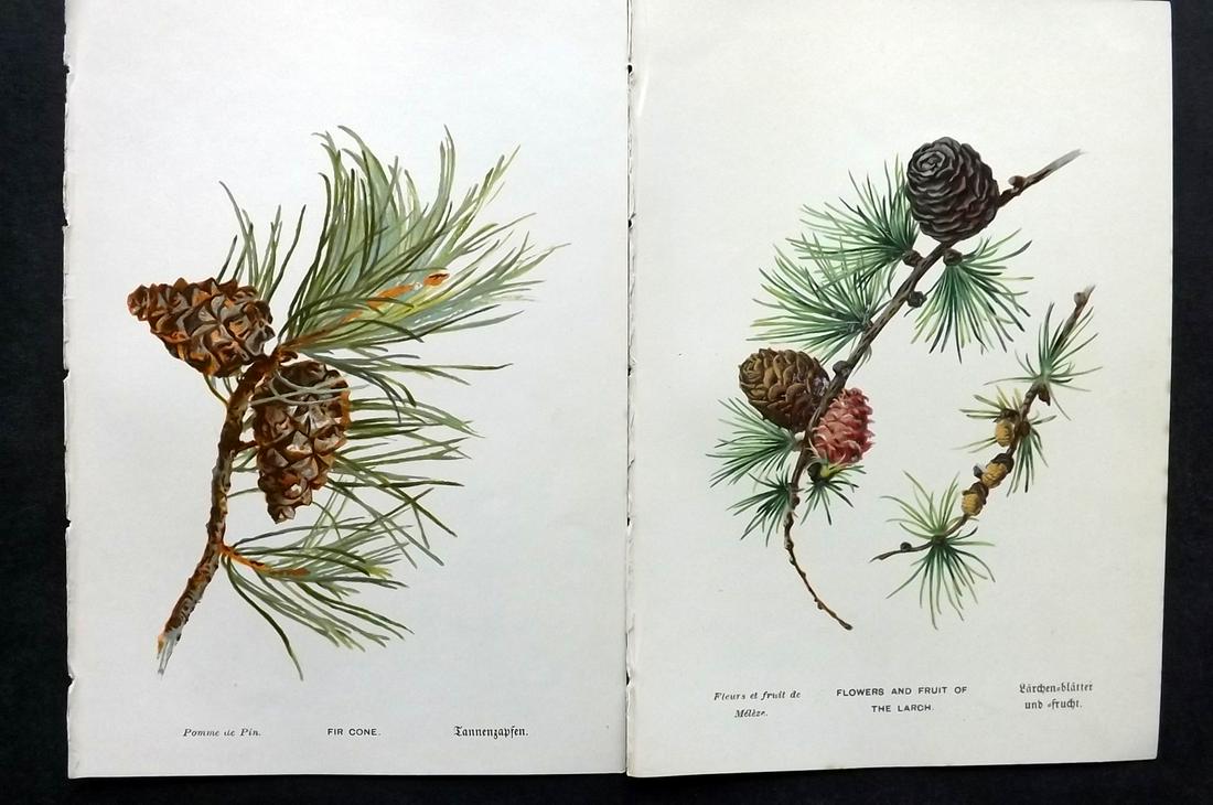 Boulger, George 1888 Pair of Pine Cone Prints. 1st Ed. (1 of 2)