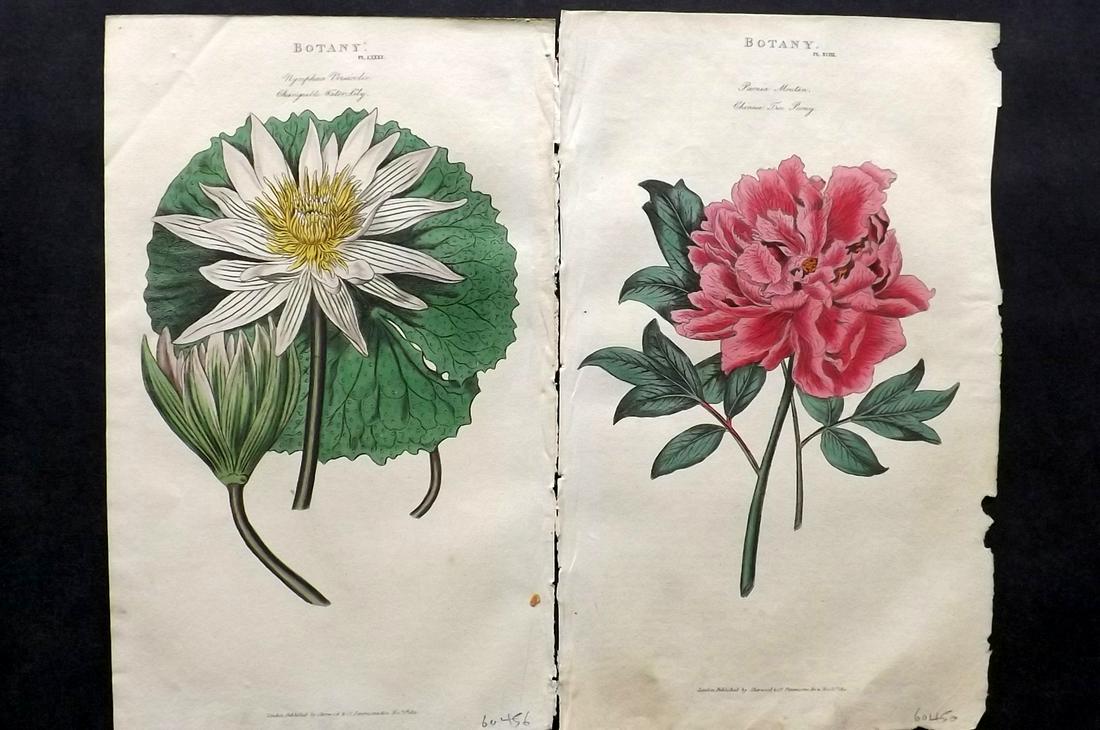 Pantologia 1813 Pair of Hand Col Botanical Prints (1 of 2)