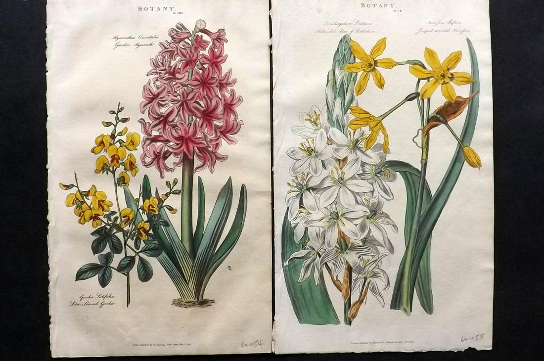 Pantologia 1813 Pair of Hand Col Botanical Prints (1 of 2)
