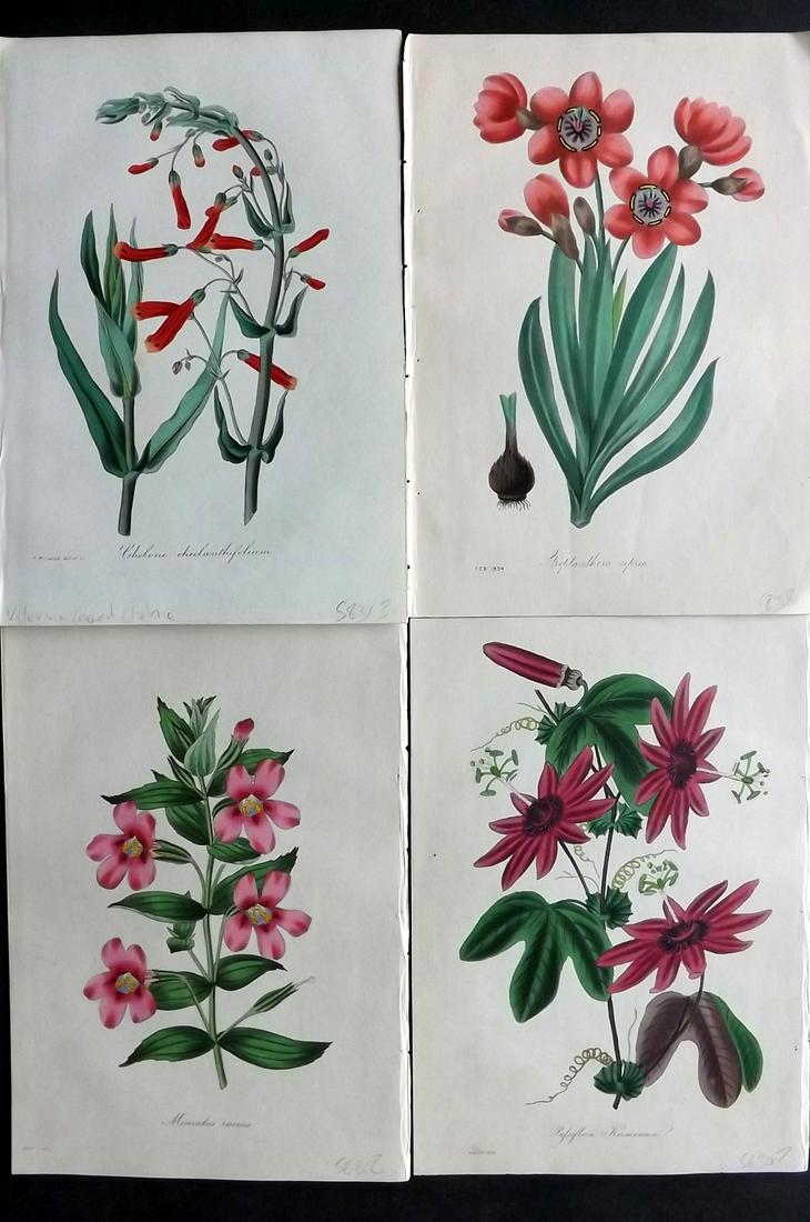 Paxton, Joseph 1835 Lot of 4 HCol Botanical Prints: Hand Colored Etchings Published 1834-49, London for "Paxton's Magazine of Botany" by Joseph Paxton. Paper Size: 9 x 6 inch (23 x 15cm) Good Condition