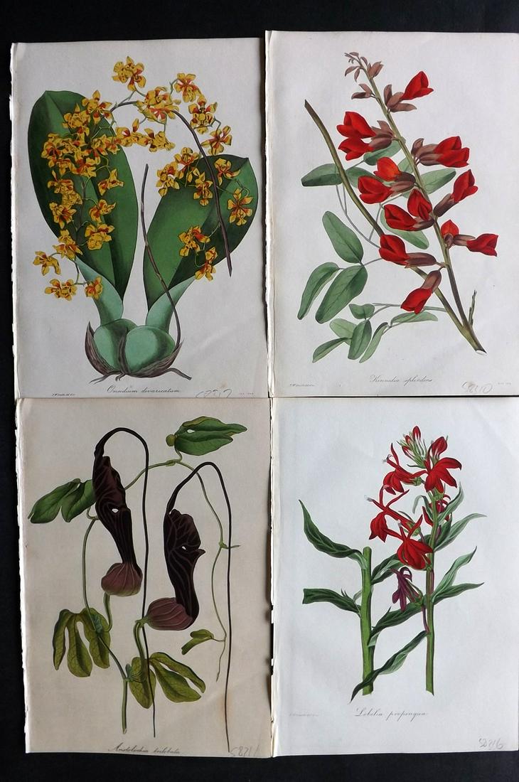 Paxton, Joseph 1835 Lot of 4 HCol Botanical Prints: Hand Colored Etchings Published 1834-49, London for "Paxton's Magazine of Botany" by Joseph Paxton. Paper Size: 9 x 6 inch (23 x 15cm) Good Condition