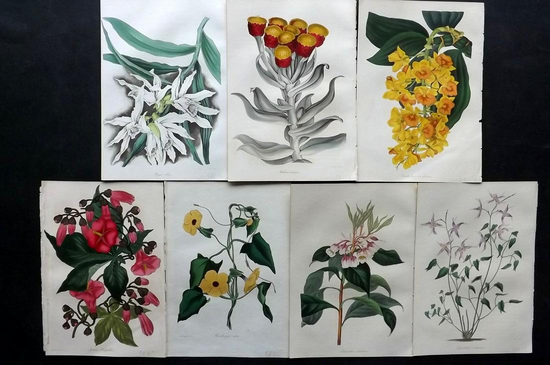 Paxton, Joseph 1835 Lot of 7 HCol Botanical Prints: Hand Colored Etchings Published 1834-49, London for "Paxton's Magazine of Botany" by Joseph Paxton. Paper Size: 9 x 6 inch (23 x 15cm) Good Condition