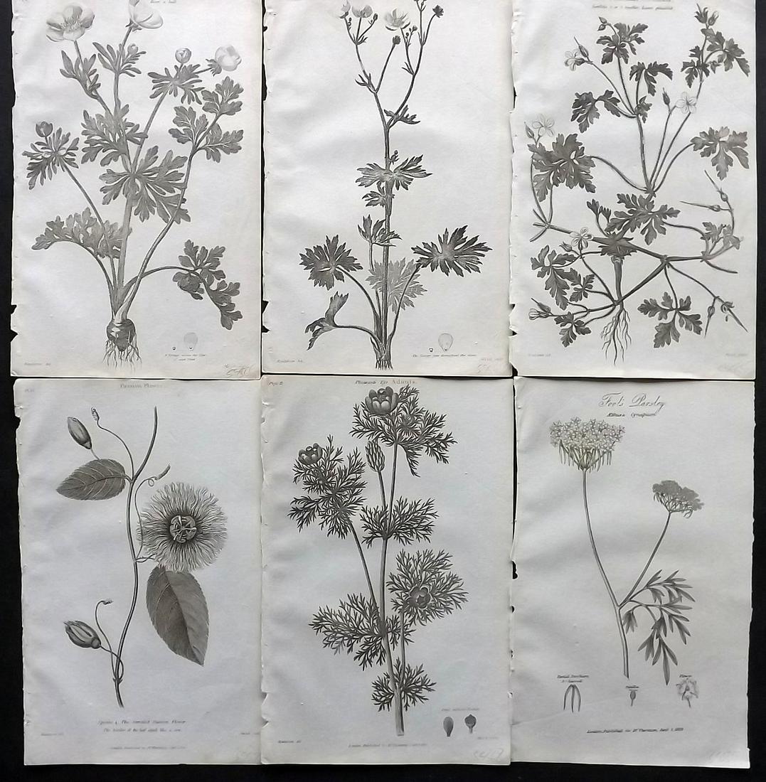 Thornton, Robert 1812 Lot of 6 Botanical Prints (1 of 2)