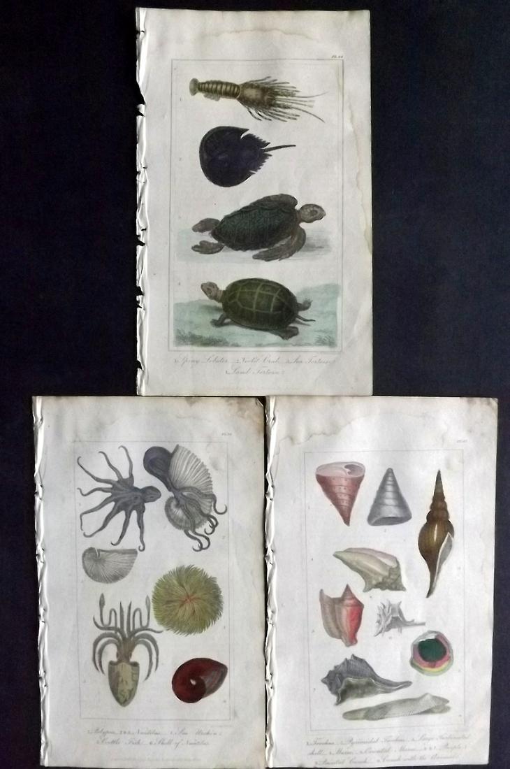 Buffon & Hutton 1821 Lot of 3 HC. Shells Sea Life (1 of 2)