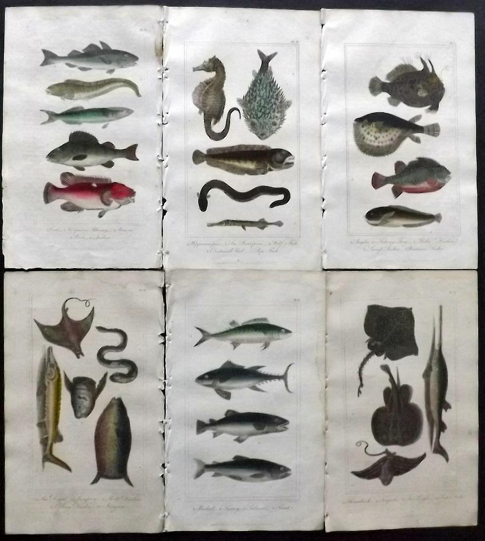 Buffon & Hutton 1821 Lot of 6 Hand Col Prints. Fish (1 of 2)