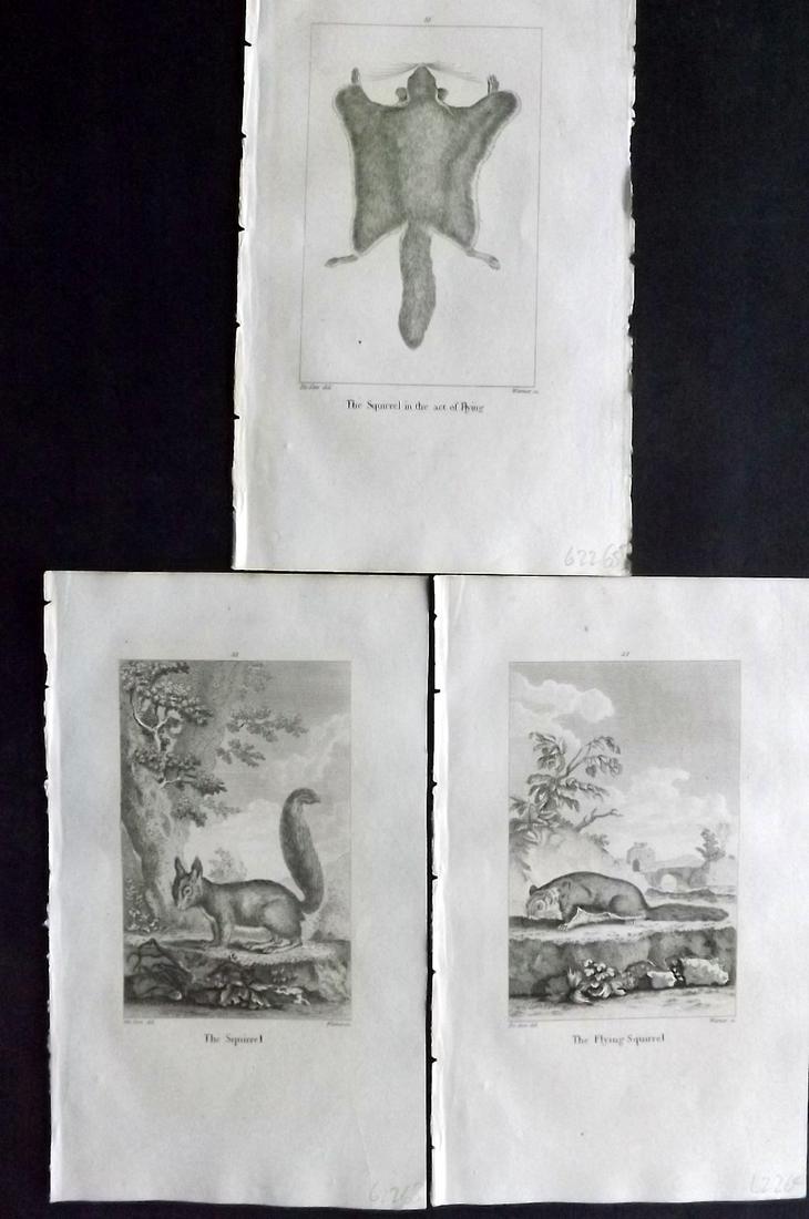 Goldsmith, Oliver 1805 Lot of 3 Prints. Squirrels: Copper Plate Published 1805, London for "A History of the Earth and Animated Nature" by Oliver Goldsmith and William Turton. Paper Size: 8 x 5 inch (21 x 13cm) Good Condition