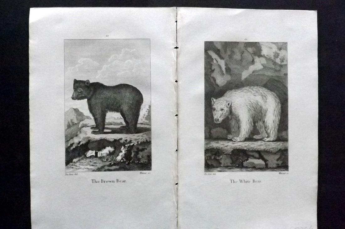 Goldsmith, Oliver 1805 Pair of Prints. Bear & Polar: Copper Plate Published 1805, London for "A History of the Earth and Animated Nature" by Oliver Goldsmith and William Turton. Paper Size: 8 x 5 inch (21 x 13cm) Good Condition