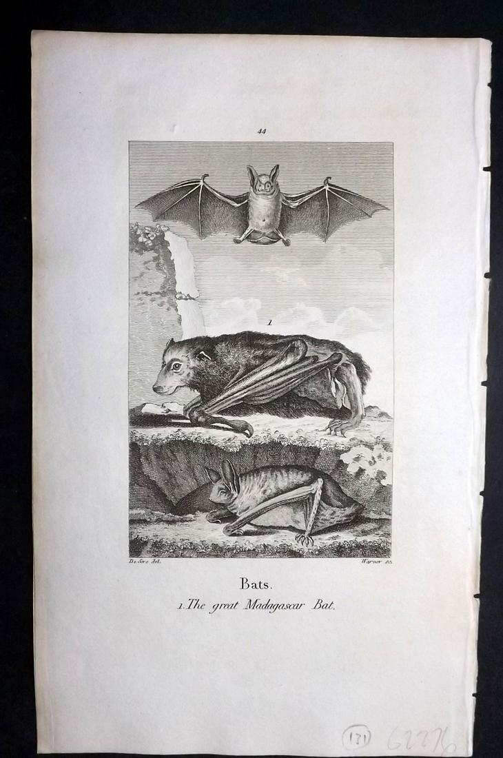 Goldsmith, Oliver 1805 Print. Bats, Great Madagascar: Copper Plate Published 1805, London for "A History of the Earth and Animated Nature" by Oliver Goldsmith and William Turton. Paper Size: 8 x 5 inch (21 x 13cm) Good Condition