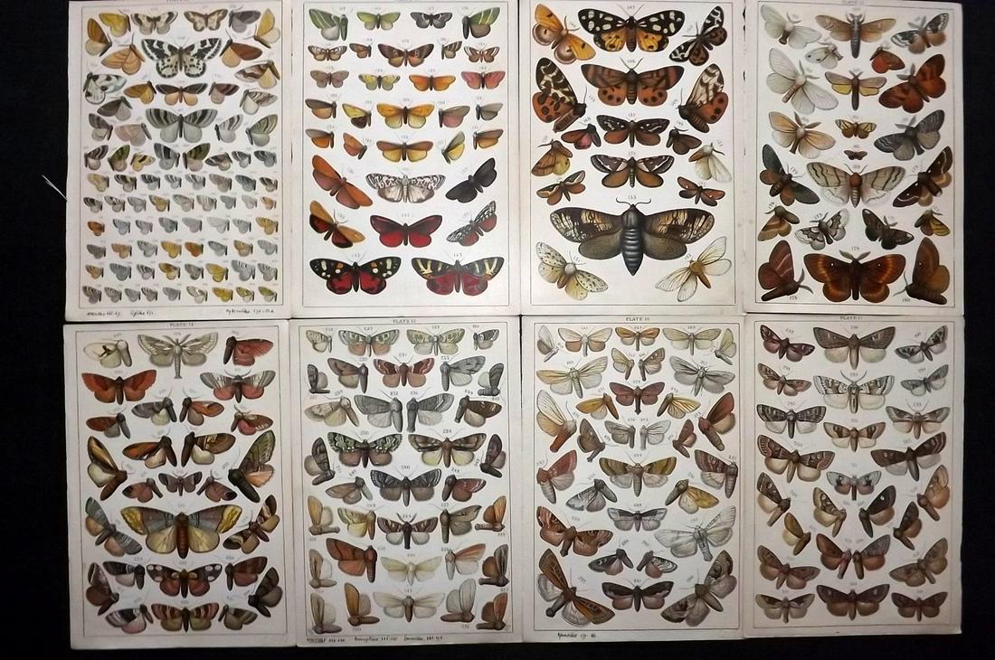 Gordon, W. J. C1900 Lot of 8 Antique Moth Prints (1 of 2)