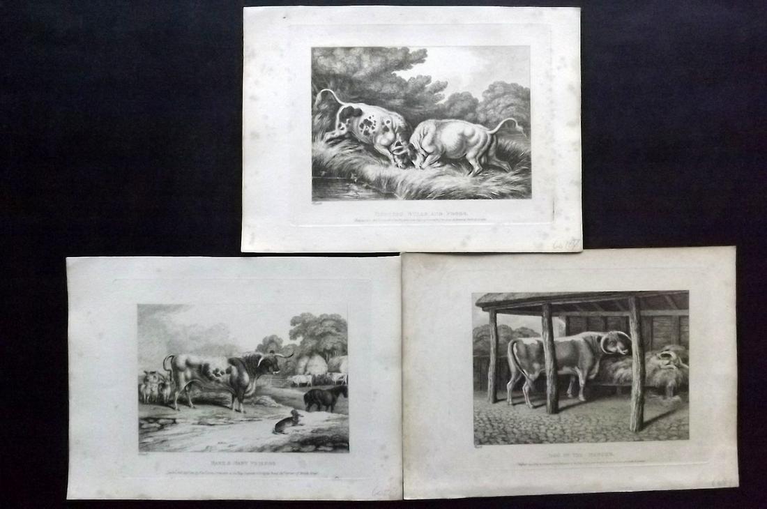 Howitt, Samuel 1811 Lot of 3 Cattle Etchings (1 of 2)