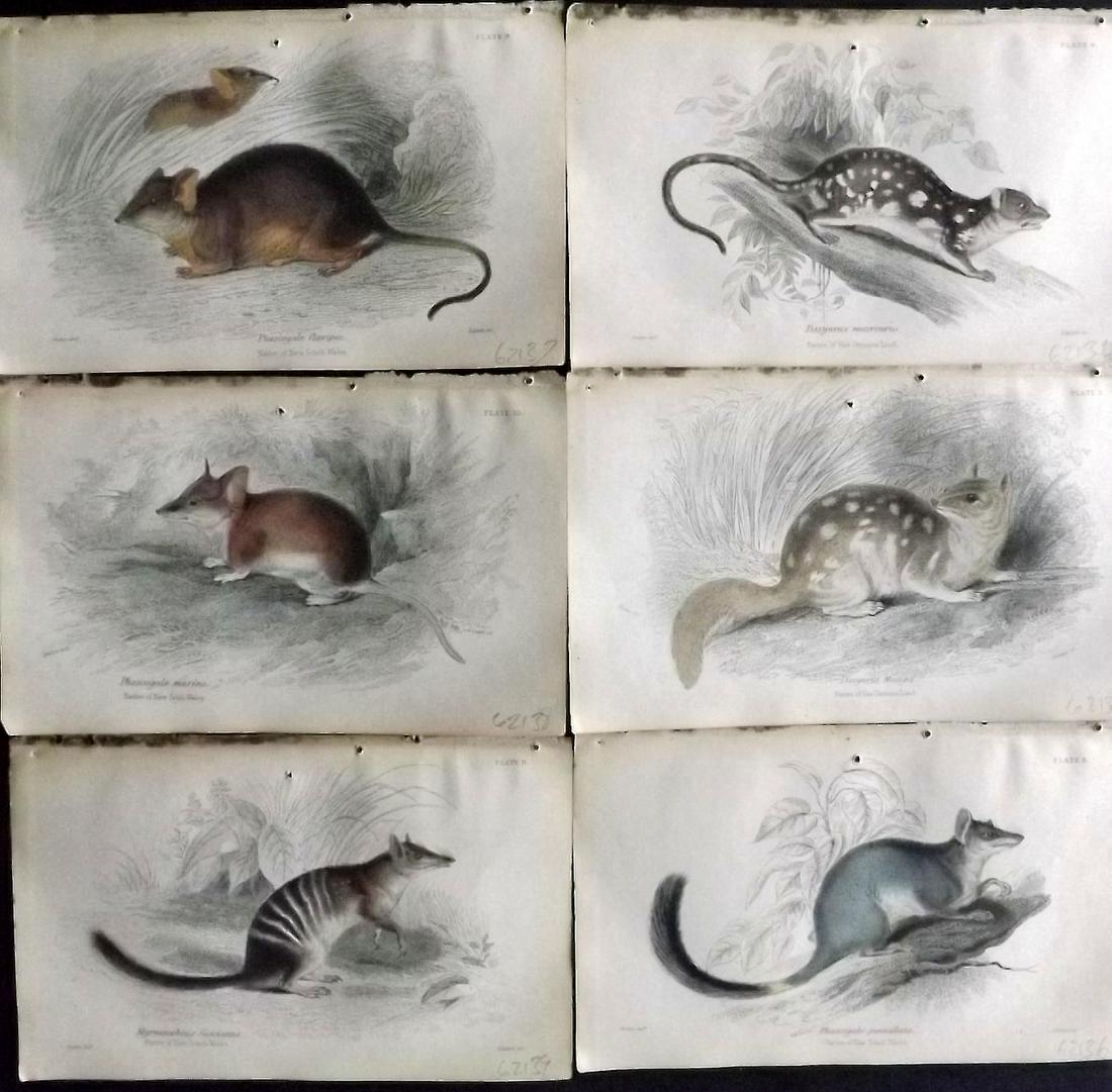 Jardine, William 1830s Lot of 6 HC. Australia Natives: Hand Coloured Steel Engraving/Etchings Published 1833-43 by W.H.Lizars, Edinburgh for "The Naturalist's Library" by Sir William Jardine. Paper Size: 6.5 x 4.25 inch (17 x 11cm) Each with margin hole f