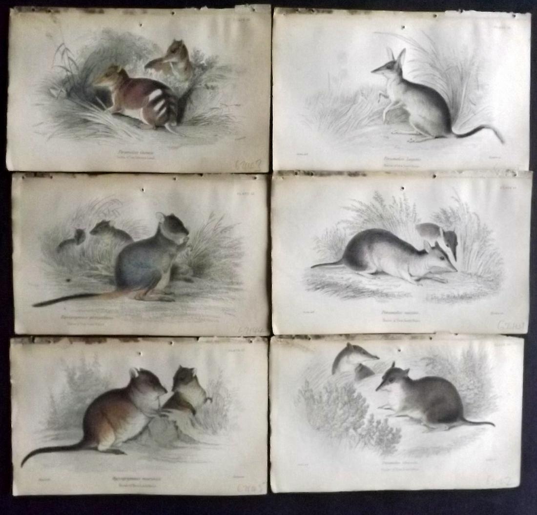Jardine, William 1830s Lot of 6 HC. Australia Natives: Hand Coloured Steel Engraving/Etchings Published 1833-43 by W.H.Lizars, Edinburgh for "The Naturalist's Library" by Sir William Jardine. Paper Size: 6.5 x 4.25 inch (17 x 11cm) Each with margin hole f