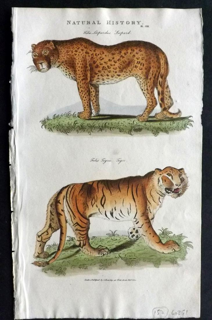 Pantologia 1813 Hand Col Print. Leopard, Tiger (1 of 2)