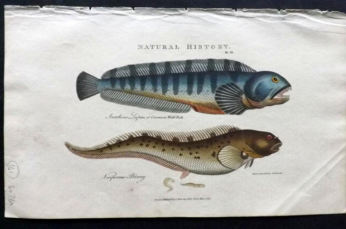 Pantologia 1813 Hand Fish Col Print. Wolf Fish, Blenny (1 of 2)