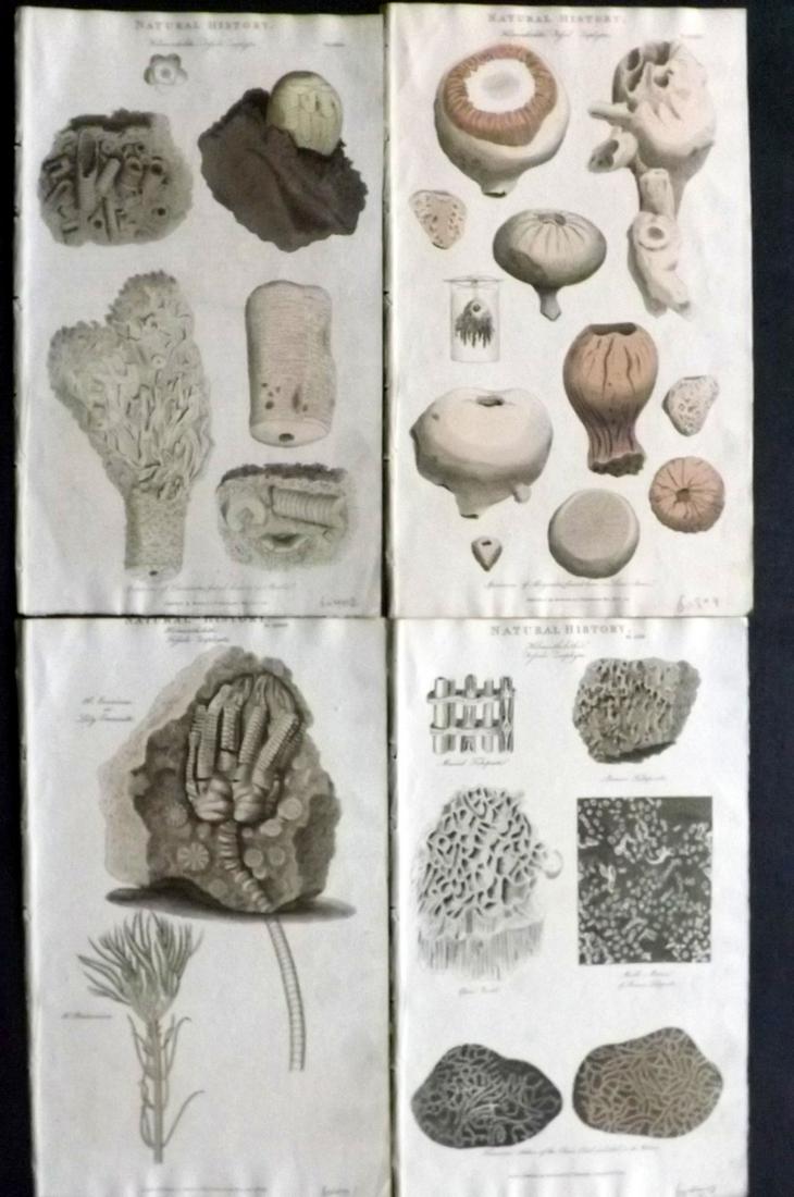 Pantologia 1813 Lot 4 Hand Col Prints. Fossil Zoophytes: Hand Colored Copper Plate Published 1806-13, London for ""Pantologia: A New Cyclopaedia, Comprehending a Complete Series of Essays"" by John Mason Good et al. Paper Size: 9.5 x 6 inch (24 x 15cm) Good