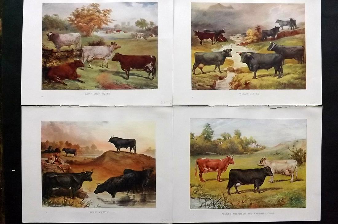 Prince-Sheldon, J. 1902 Lot of 4 Cattle Prints (1 of 2)