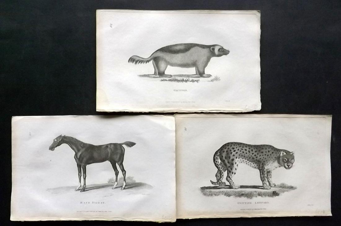 Shaw, George 1800 Lot of 3 Natural History Prints: Copper Plates Published 1800-26 by G.Kearsley, London for "General Zoology or Systematic Natural History" by George Shaw. Paper Size: 9 x 6 inch (23 x 15cm) Good Condition overall