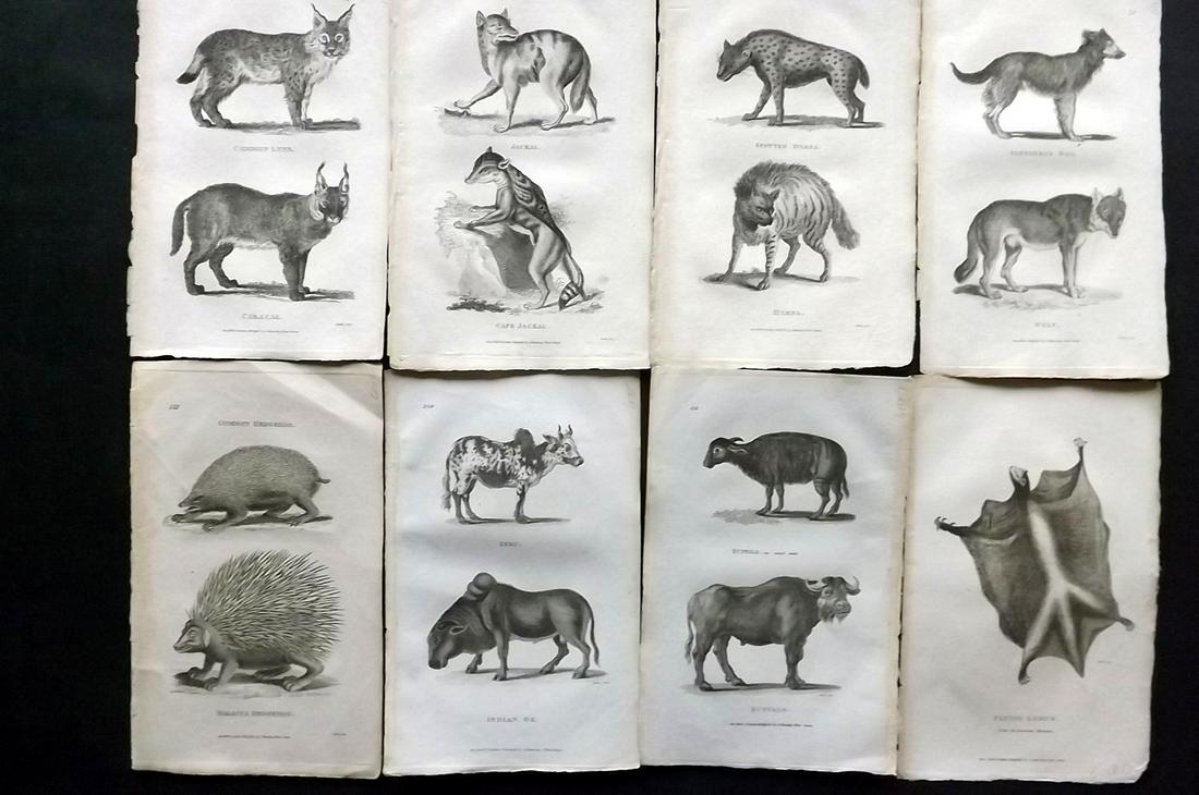 Shaw, George 1800 Lot of 8 Natural History Prints: Copper Plates Published 1800-26 by G.Kearsley, London for "General Zoology or Systematic Natural History" by George Shaw. Paper Size: 9 x 6 inch (23 x 15cm) Good Condition overall