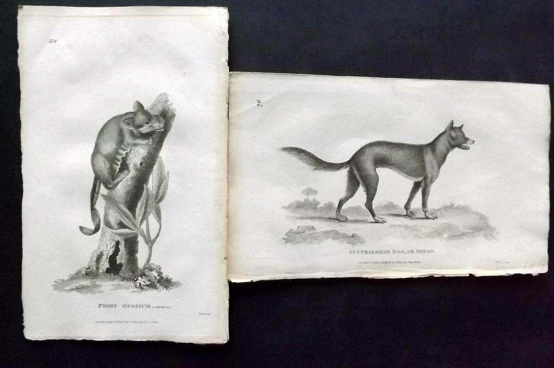 Shaw, George 1800 Pair of Prints. Australia Natives: Dingo & Pygmy Opossum. Copper Plates Published 1800-26 by G.Kearsley, London for "General Zoology or Systematic Natural History" by George Shaw. Paper Size: 9 x 6 inch (23 x 15cm) Good Condition overa