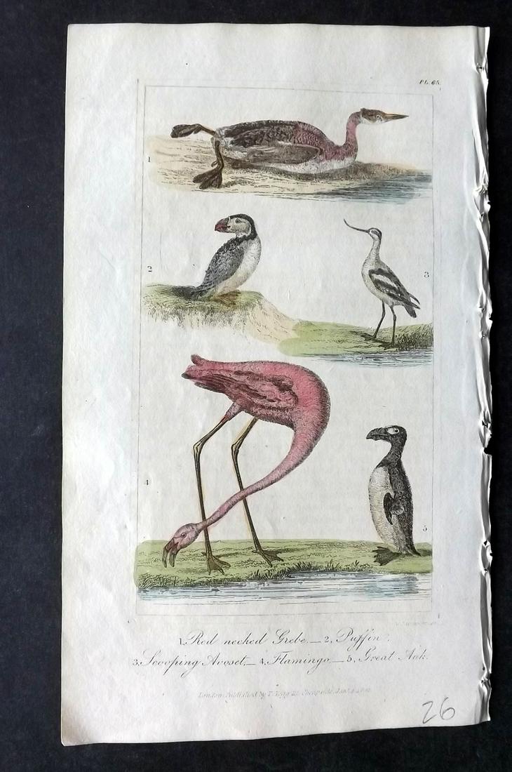 Buffon & Hutton 1821 HC Bird Extinct Great Auk Flamingo (1 of 1)