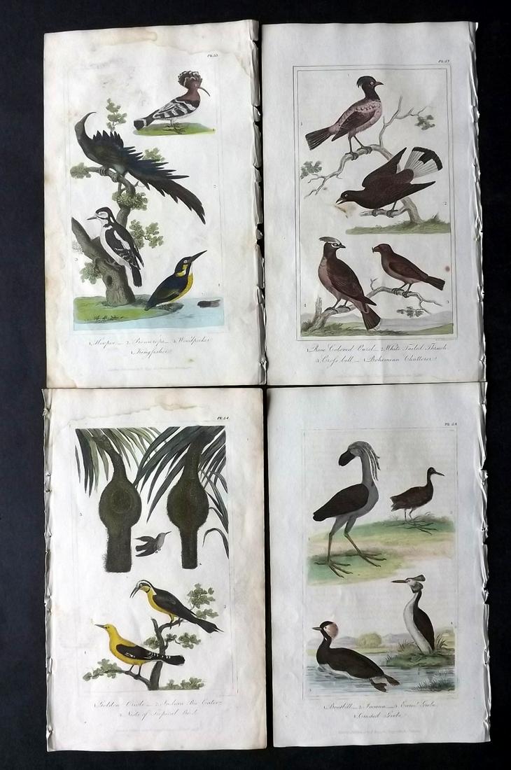 Buffon & Hutton 1821 Lot of 4 Hand Col Bird Prints (1 of 2)