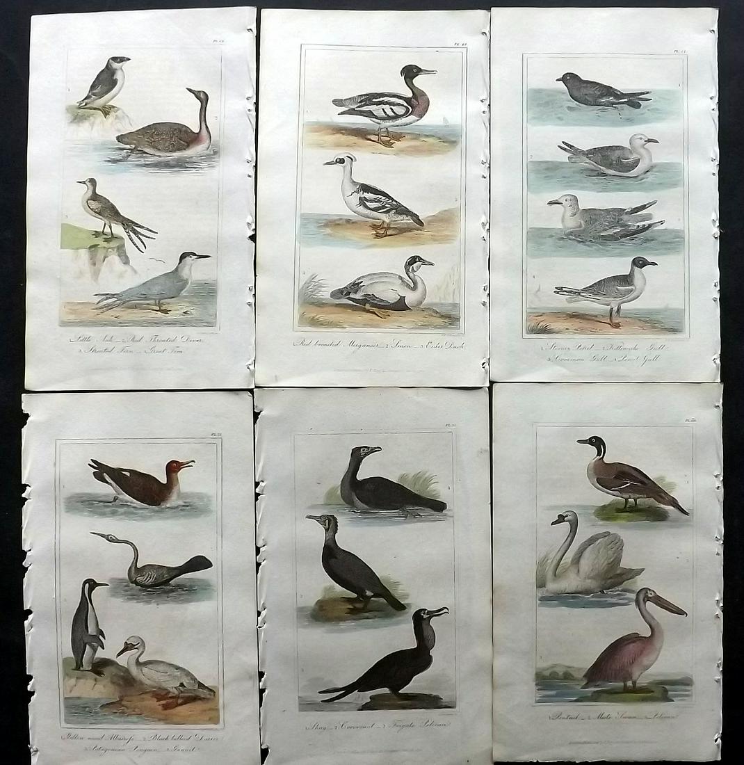 Buffon & Hutton 1821 Lot of 6 Hand Col Bird Prints (1 of 2)