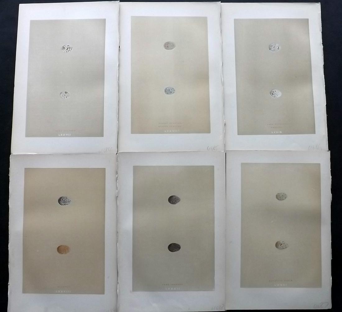 Morris, Francis 1896 Lot of 6 Antique Bird Egg Prints: Woodblocks Published 1896 by John C. Nimmo, London for "A Natural History of the Nests and Eggs of British Birds" By the Rev. Francis Orpen Morris, printed Benjamin Fawcett. Printed in colours and fin