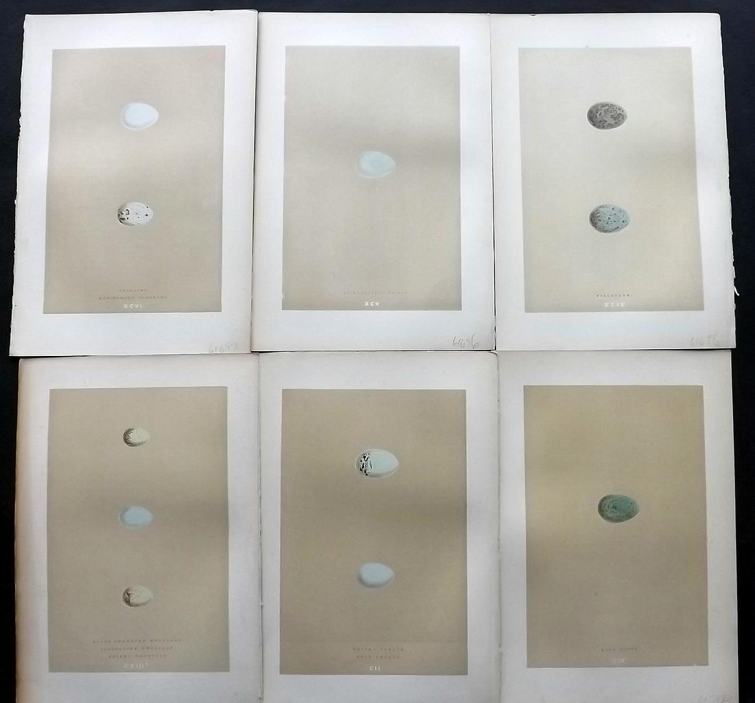 Morris, Francis 1896 Lot of 6 Antique Bird Egg Prints: Woodblocks Published 1896 by John C. Nimmo, London for "A Natural History of the Nests and Eggs of British Birds" By the Rev. Francis Orpen Morris, printed Benjamin Fawcett. Printed in colours and fin