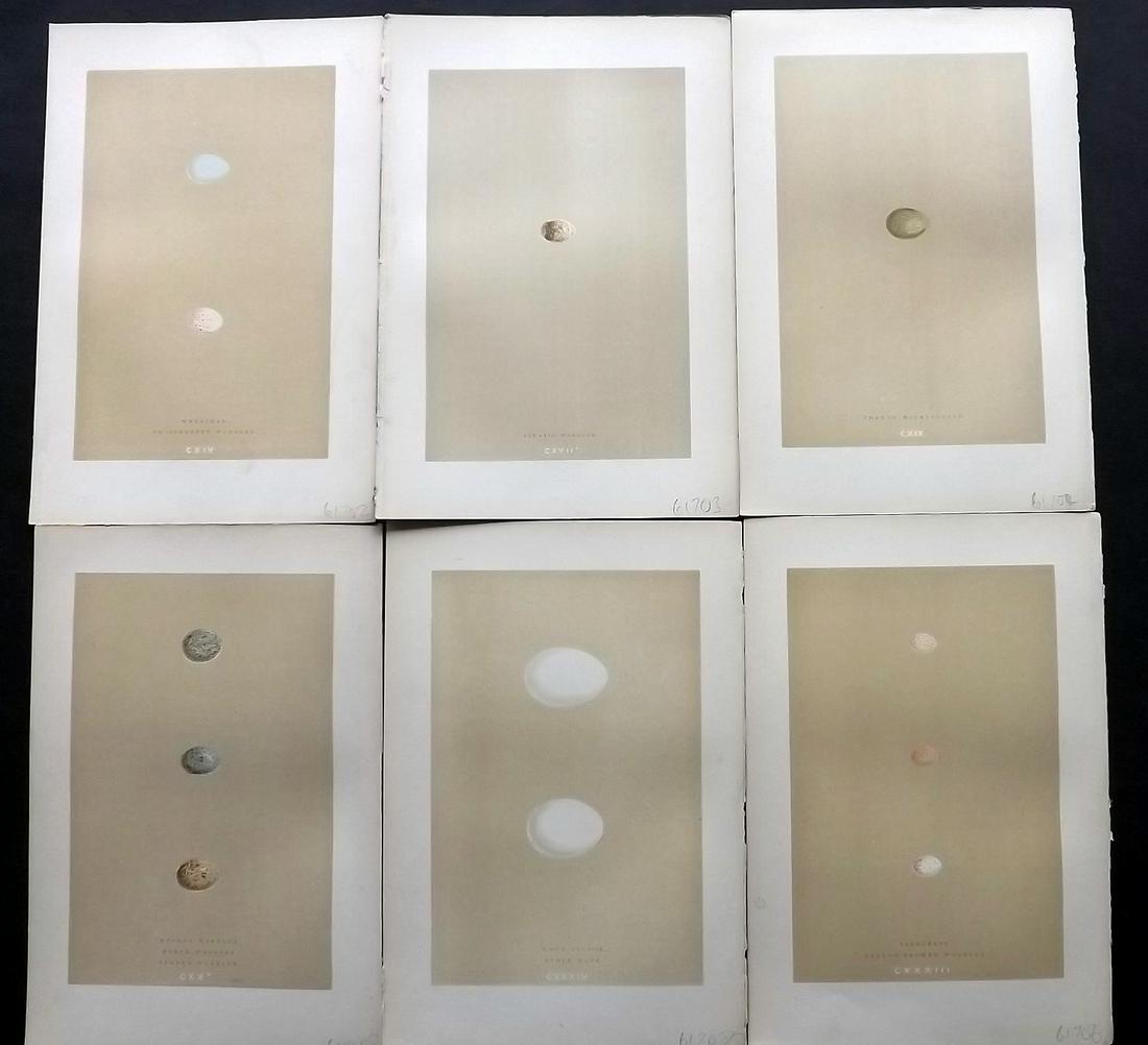 Morris, Francis 1896 Lot of 6 Antique Bird Egg Prints: Woodblocks Published 1896 by John C. Nimmo, London for "A Natural History of the Nests and Eggs of British Birds" By the Rev. Francis Orpen Morris, printed Benjamin Fawcett. Printed in colours and fin