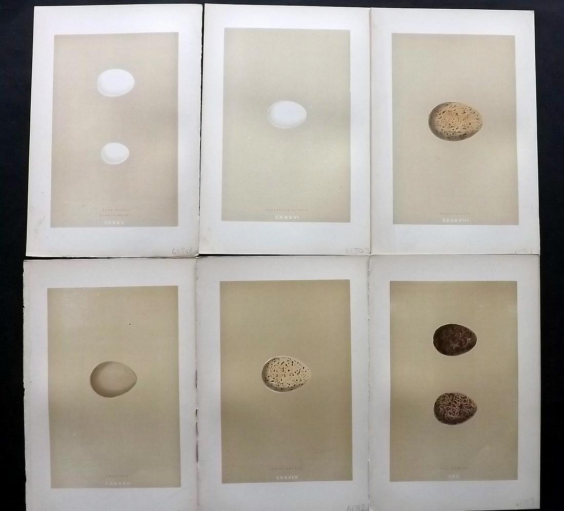 Morris, Francis 1896 Lot of 6 Antique Bird Egg Prints: Woodblocks Published 1896 by John C. Nimmo, London for "A Natural History of the Nests and Eggs of British Birds" By the Rev. Francis Orpen Morris, printed Benjamin Fawcett. Printed in colours and fin