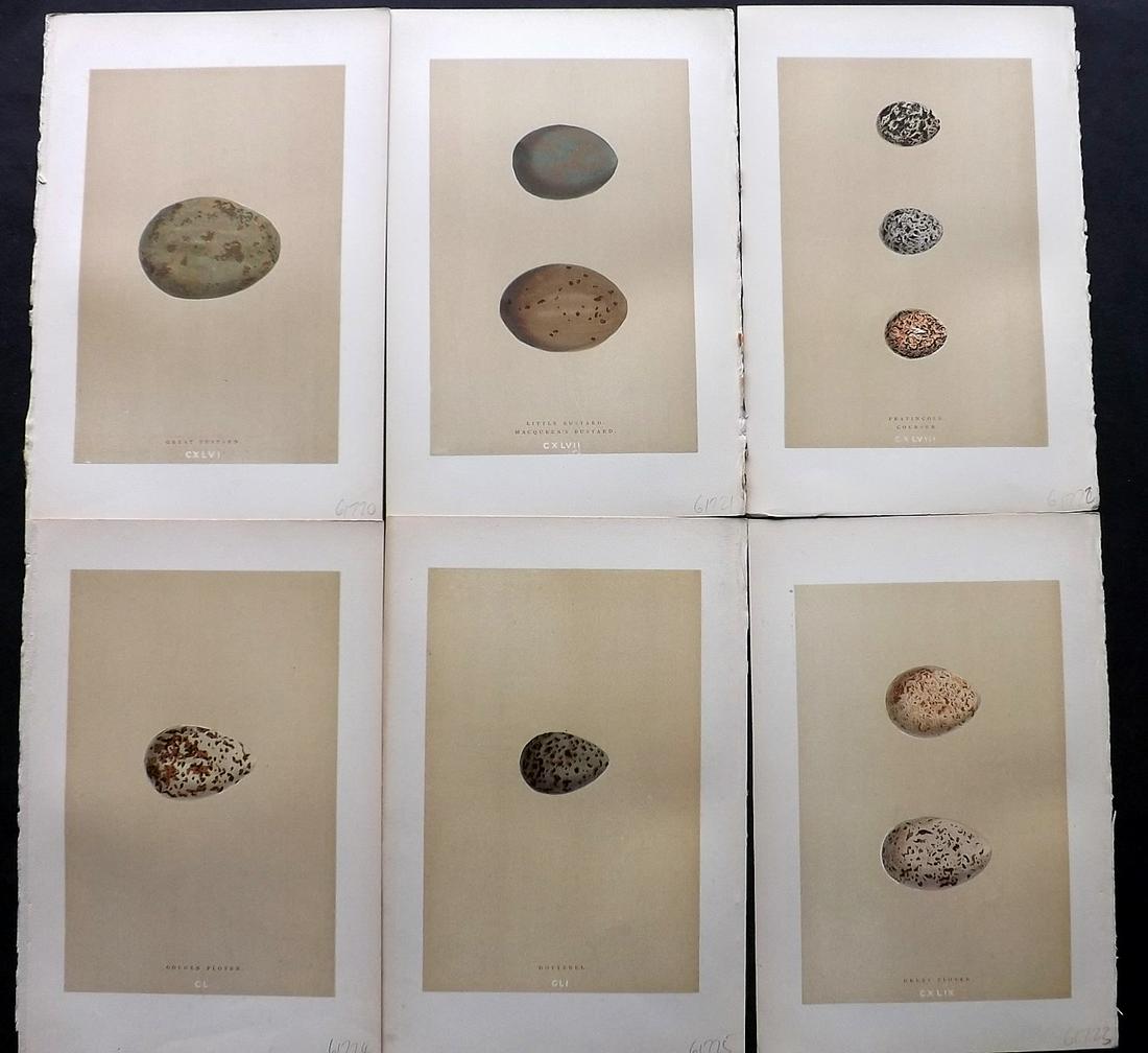 Morris, Francis 1896 Lot of 6 Antique Bird Egg Prints: Woodblocks Published 1896 by John C. Nimmo, London for "A Natural History of the Nests and Eggs of British Birds" By the Rev. Francis Orpen Morris, printed Benjamin Fawcett. Printed in colours and fin